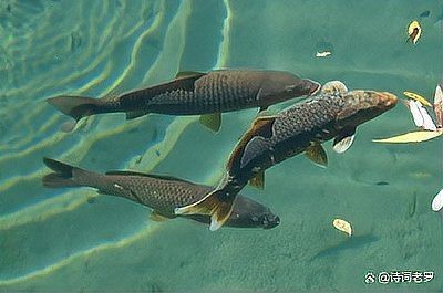 青魚的圖片大全大圖【青魚的存續狀態，】