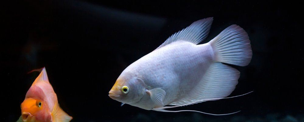龍魚內(nèi)寄和外寄哪個正確【養(yǎng)魚老道,龍魚常見病及治療方法分享龍魚內(nèi)寄型和細菌型腸炎】