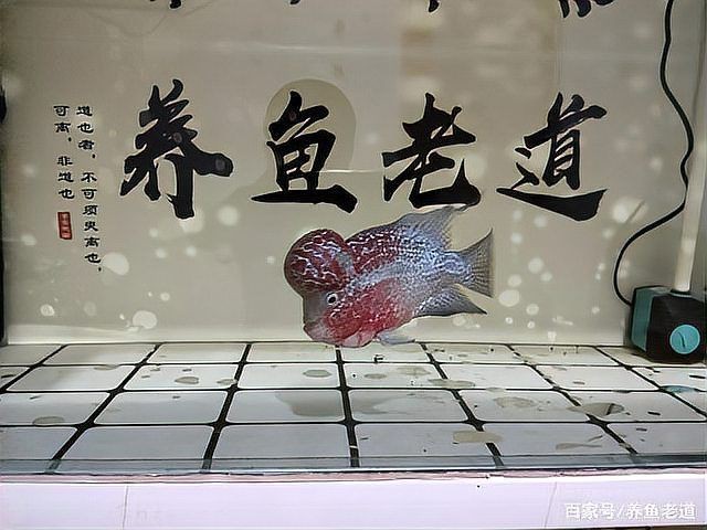 龍魚內(nèi)寄和外寄哪個正確【養(yǎng)魚老道,龍魚常見病及治療方法分享龍魚內(nèi)寄型和細菌型腸炎】
