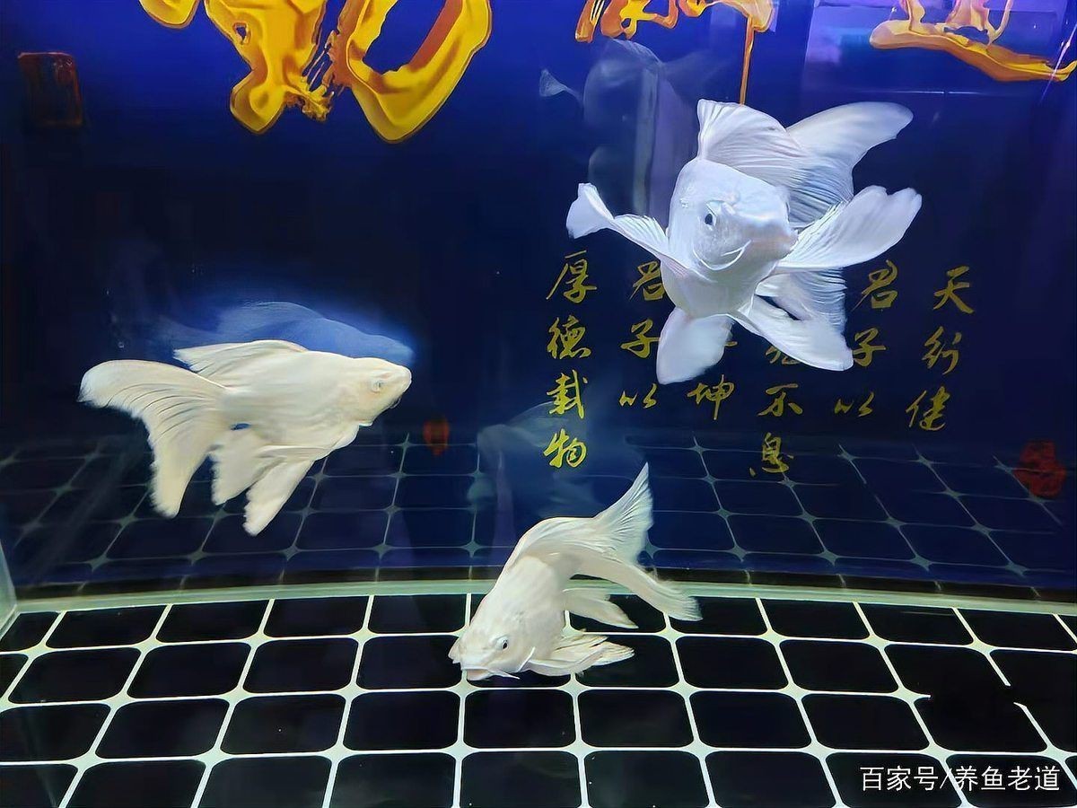 龍魚內(nèi)寄和外寄哪個正確【養(yǎng)魚老道,龍魚常見病及治療方法分享龍魚內(nèi)寄型和細菌型腸炎】