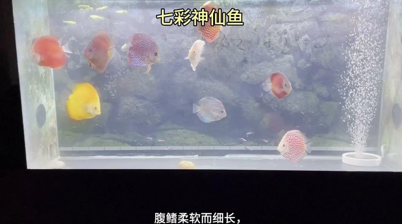 七彩神仙魚(yú)珍珠松圖片【七彩神仙——珍珠松】