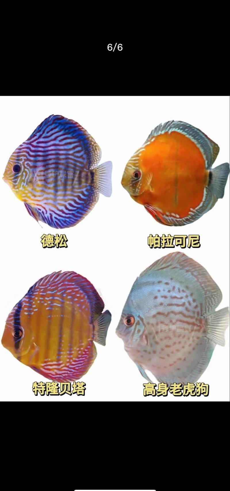 七彩神仙魚(yú)珍珠松圖片【七彩神仙——珍珠松】