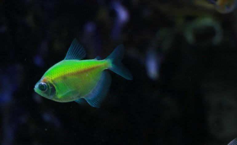 七彩神仙魚(yú)珍珠松圖片【七彩神仙——珍珠松】
