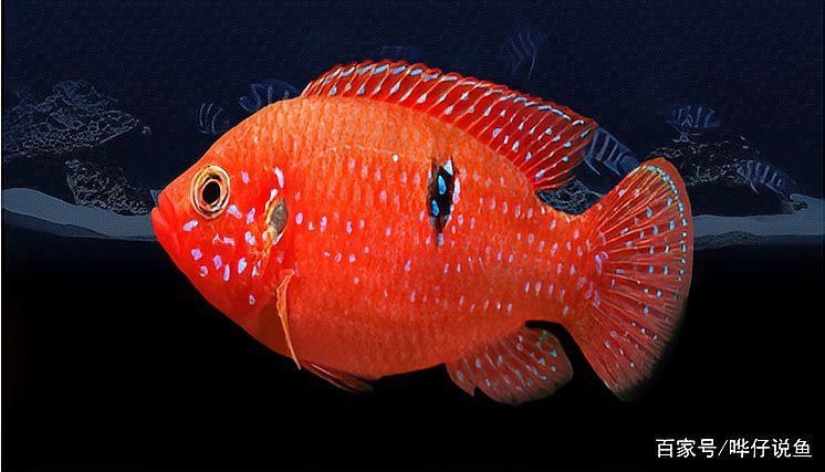 藍寶石魚和紅寶石魚【藍寶石魚和紅寶石魚是兩種色彩艷麗但習性迥異的觀賞魚】