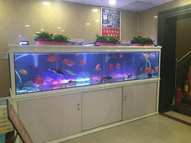 魚缸擺放在什么位置招財【【風水】魚缸的擺放位置可千萬別擺錯了】