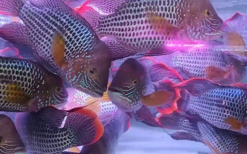 藍面財神魚公母對照圖【養魚老道,幾種常見熱帶觀賞魚的雌雄鑒別,基本上一個套路】 龍魚百科 第2張 藍面財神魚公母對照圖【養魚老道,幾種常見熱帶觀賞魚的雌雄鑒別,基本上一個套路】 藍面財神魚公母對照圖【養魚老道,幾種常見熱帶觀賞魚的雌雄鑒別,基本上一個套路】 龍魚百科 第2張
