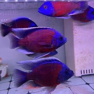 藍面財神魚公母對照圖【養魚老道,幾種常見熱帶觀賞魚的雌雄鑒別,基本上一個套路】 龍魚百科 第6張 藍面財神魚公母對照圖【養魚老道,幾種常見熱帶觀賞魚的雌雄鑒別,基本上一個套路】 藍面財神魚公母對照圖【養魚老道,幾種常見熱帶觀賞魚的雌雄鑒別,基本上一個套路】 龍魚百科 第6張