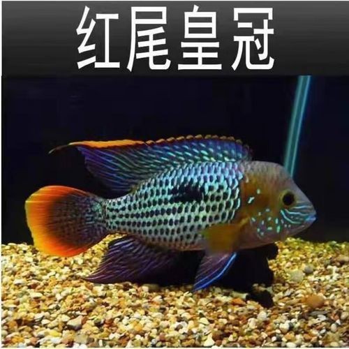 藍面財神魚公母對照圖【養魚老道,幾種常見熱帶觀賞魚的雌雄鑒別,基本上一個套路】 龍魚百科 第4張 藍面財神魚公母對照圖【養魚老道,幾種常見熱帶觀賞魚的雌雄鑒別,基本上一個套路】 藍面財神魚公母對照圖【養魚老道,幾種常見熱帶觀賞魚的雌雄鑒別,基本上一個套路】 龍魚百科 第4張