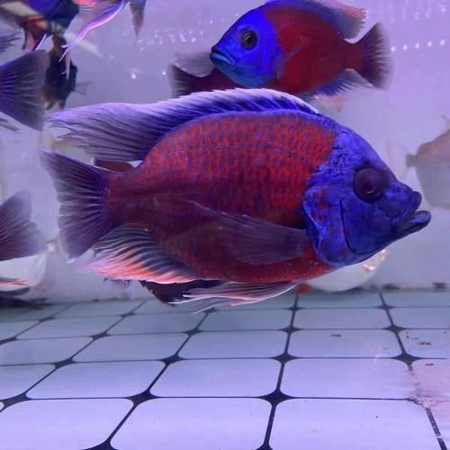 藍面財神魚公母對照圖【養魚老道,幾種常見熱帶觀賞魚的雌雄鑒別,基本上一個套路】 龍魚百科 第5張 藍面財神魚公母對照圖【養魚老道,幾種常見熱帶觀賞魚的雌雄鑒別,基本上一個套路】 藍面財神魚公母對照圖【養魚老道,幾種常見熱帶觀賞魚的雌雄鑒別,基本上一個套路】 龍魚百科 第5張