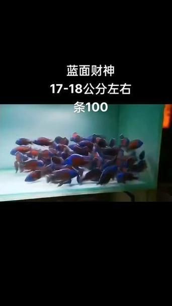 藍面財神魚公母對照圖【養魚老道,幾種常見熱帶觀賞魚的雌雄鑒別,基本上一個套路】 龍魚百科 第8張 藍面財神魚公母對照圖【養魚老道,幾種常見熱帶觀賞魚的雌雄鑒別,基本上一個套路】 藍面財神魚公母對照圖【養魚老道,幾種常見熱帶觀賞魚的雌雄鑒別,基本上一個套路】 龍魚百科 第8張