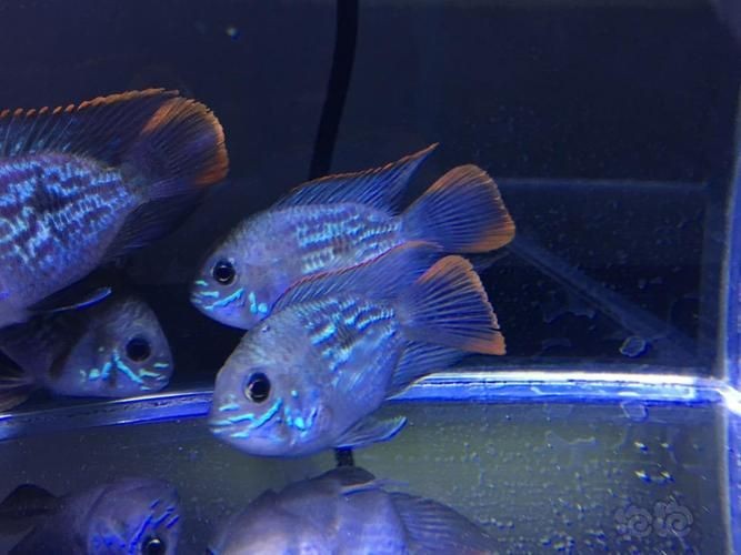 藍面財神魚公母對照圖【養魚老道,幾種常見熱帶觀賞魚的雌雄鑒別,基本上一個套路】 龍魚百科 第18張 藍面財神魚公母對照圖【養魚老道,幾種常見熱帶觀賞魚的雌雄鑒別,基本上一個套路】 藍面財神魚公母對照圖【養魚老道,幾種常見熱帶觀賞魚的雌雄鑒別,基本上一個套路】 龍魚百科 第18張