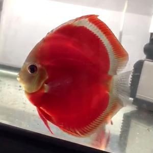 藍面財神魚公母對照圖【養魚老道,幾種常見熱帶觀賞魚的雌雄鑒別,基本上一個套路】 龍魚百科 第19張 藍面財神魚公母對照圖【養魚老道,幾種常見熱帶觀賞魚的雌雄鑒別,基本上一個套路】 藍面財神魚公母對照圖【養魚老道,幾種常見熱帶觀賞魚的雌雄鑒別,基本上一個套路】 龍魚百科 第19張