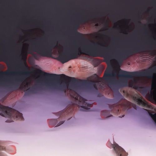 藍面財神魚公母對照圖【養魚老道,幾種常見熱帶觀賞魚的雌雄鑒別,基本上一個套路】 龍魚百科 第21張 藍面財神魚公母對照圖【養魚老道,幾種常見熱帶觀賞魚的雌雄鑒別,基本上一個套路】 藍面財神魚公母對照圖【養魚老道,幾種常見熱帶觀賞魚的雌雄鑒別,基本上一個套路】 龍魚百科 第21張