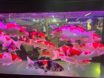 錦鯽和錦鯉哪個貴【如何區分錦鯽和錦鯉和錦鯉魚哪個更耐寒錦鯽哪個更長壽】