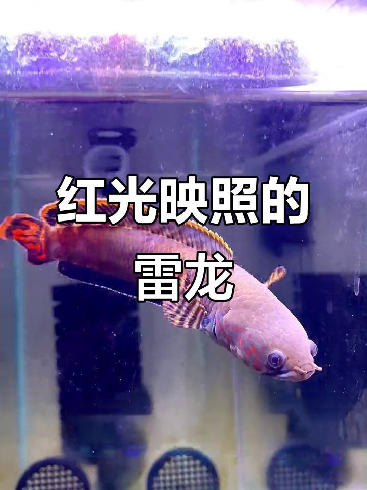 如何拍攝高清的雷龍魚圖片？【拍攝高清雷龍魚圖片需結合設備配置、燈光調整及拍攝技巧】