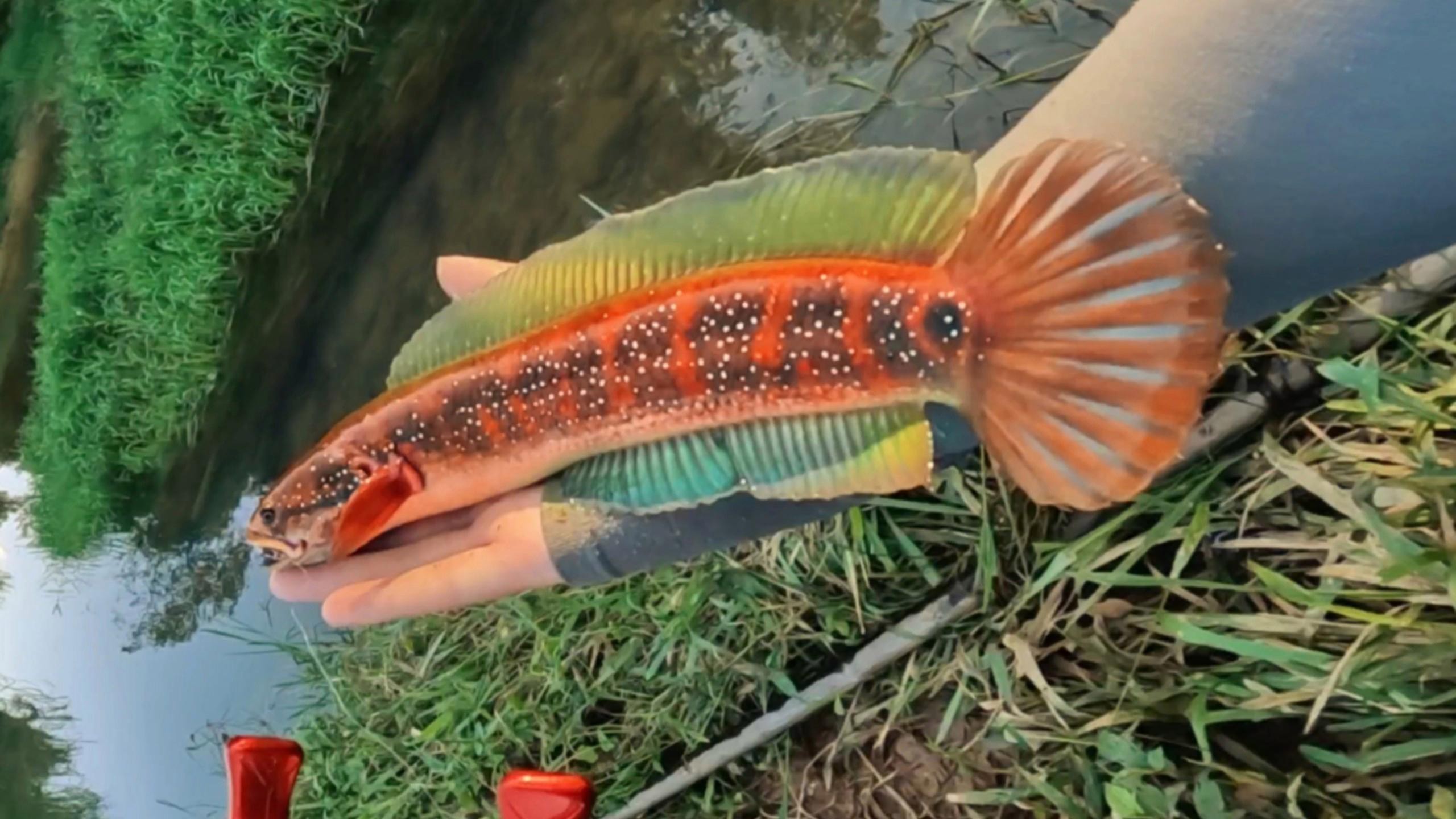 如何拍攝高清的雷龍魚圖片？【拍攝高清雷龍魚圖片需結合設備配置、燈光調整及拍攝技巧】