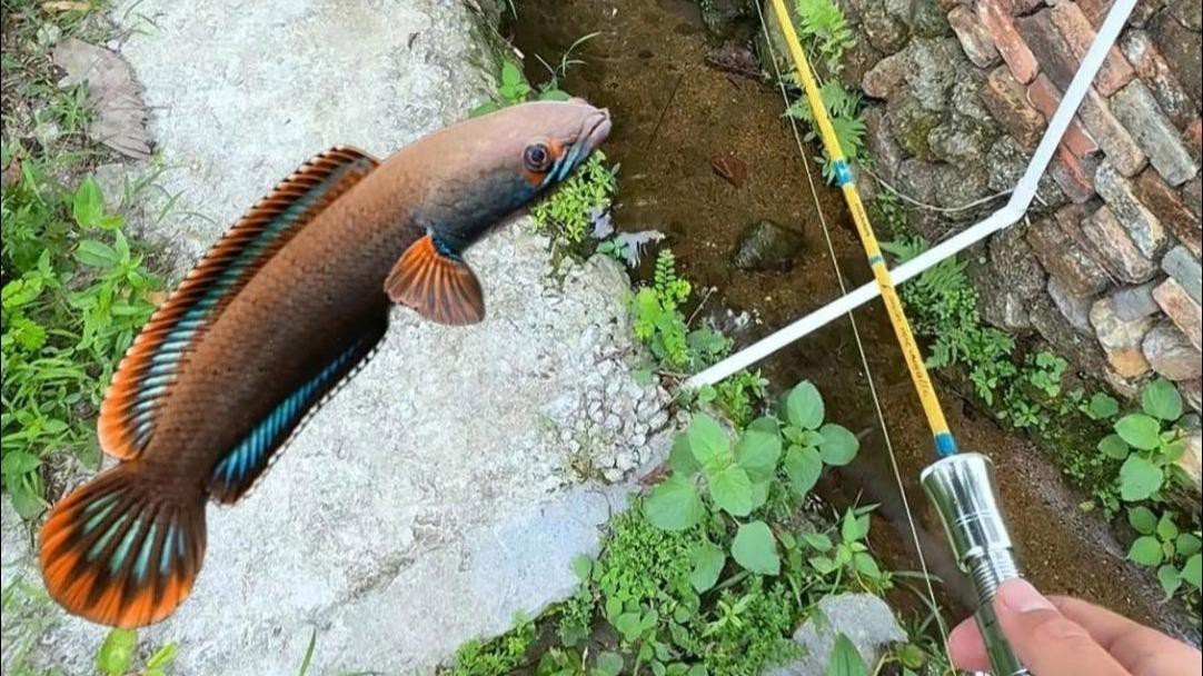 如何拍攝高清的雷龍魚圖片？【拍攝高清雷龍魚圖片需結合設備配置、燈光調整及拍攝技巧】