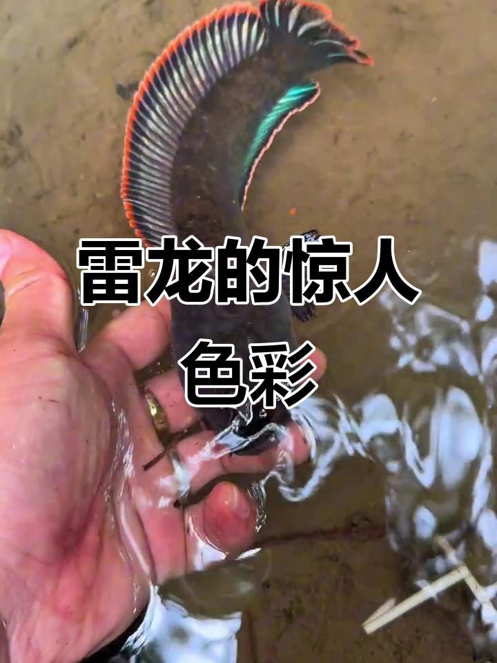 如何拍攝高清的雷龍魚圖片？【拍攝高清雷龍魚圖片需結合設備配置、燈光調整及拍攝技巧】