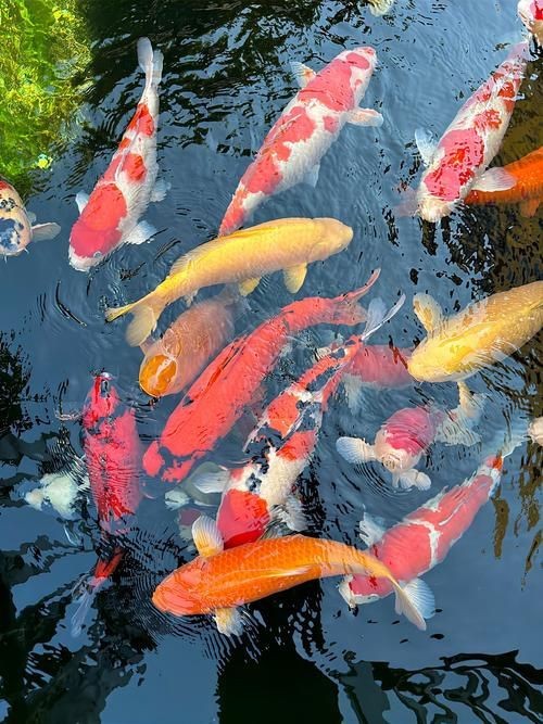 錦鯉的圖片【十三類錦鯉圖片大全-高清錦鯉圖片大全】