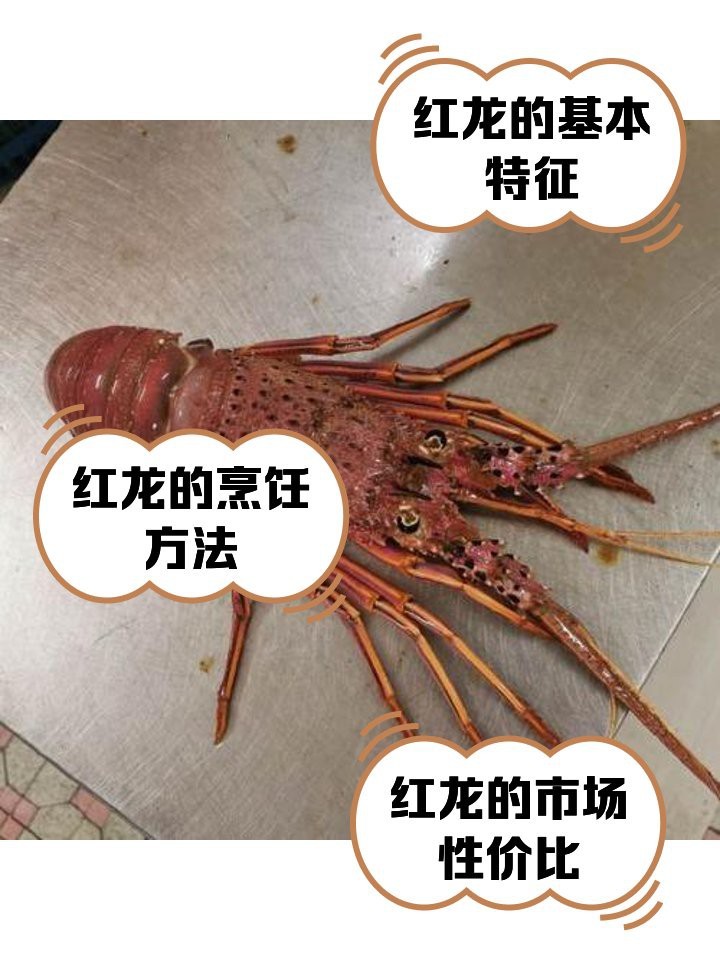 紅龍是什么龍蝦【紅龍龍蝦在中國(guó)市場(chǎng)上具有獨(dú)特優(yōu)勢(shì)的紅龍龍蝦排名】 紅龍是什么龍蝦【紅龍龍蝦在中國(guó)市場(chǎng)上具有獨(dú)特優(yōu)勢(shì)的紅龍龍蝦排名】 龍魚論壇 第2張