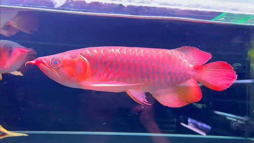 給我高清大圖的紅龍圖片【關于紅龍藝術藏品的高清圖片及相關信息整理及相關信息整理】