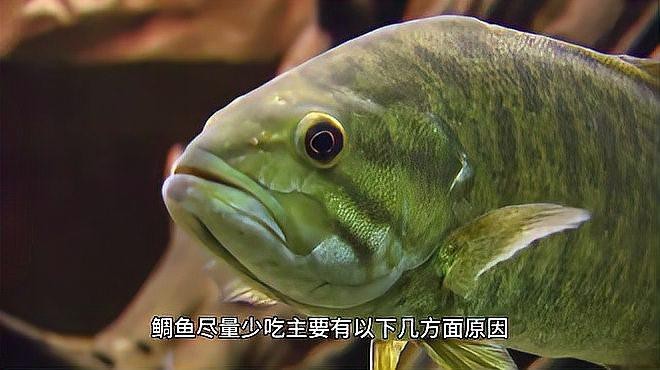 鯛魚為何要盡量少吃【智能模式回答完成調用工具：百度健康，鯛魚雖美】