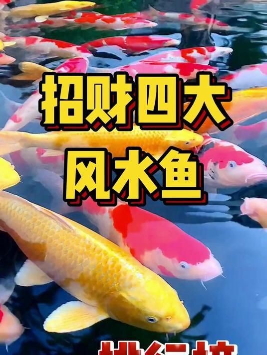 十種旺財又旺宅的魚【十種好養又招財的風水魚】 十種旺財又旺宅的魚【十種好養又招財的風水魚】 龍魚百科 第2張