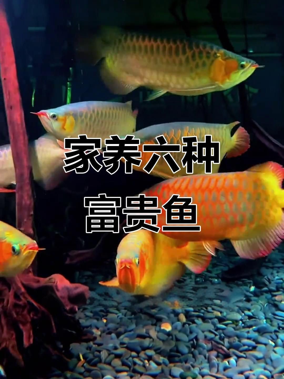 十種旺財又旺宅的魚【十種好養又招財的風水魚】 十種旺財又旺宅的魚【十種好養又招財的風水魚】 龍魚百科 第5張