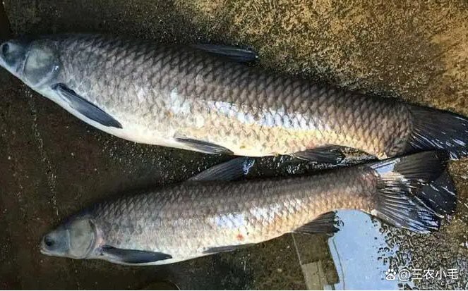 清魚牙齒圖片大全【青魚牙齒的奇妙世界】 清魚牙齒圖片大全【青魚牙齒的奇妙世界】 龍魚論壇 第2張