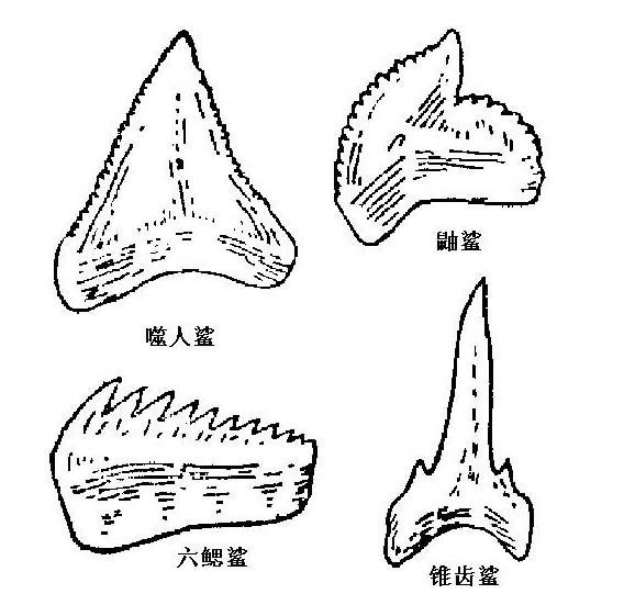 清魚牙齒圖片大全【青魚牙齒的奇妙世界】 清魚牙齒圖片大全【青魚牙齒的奇妙世界】 龍魚論壇 第3張