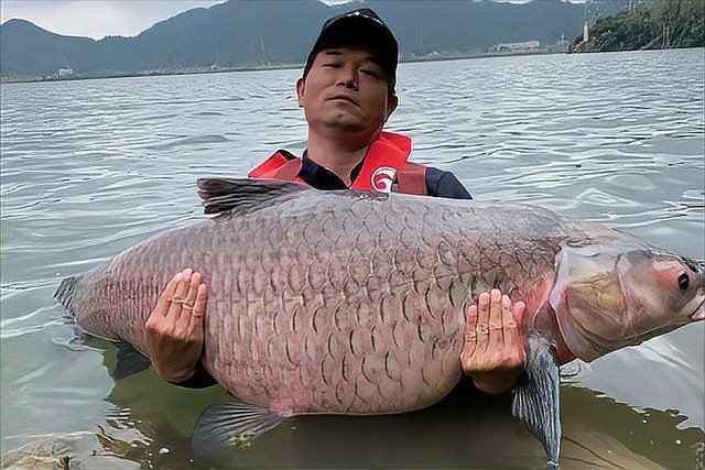 清魚牙齒圖片大全【青魚牙齒的奇妙世界】 清魚牙齒圖片大全【青魚牙齒的奇妙世界】 龍魚論壇 第5張