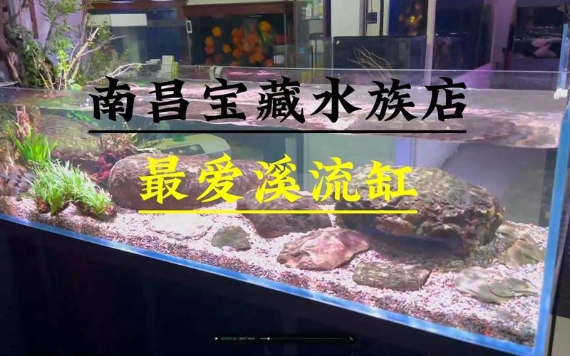 青山湖水族店【青山湖區有哪些水族店】