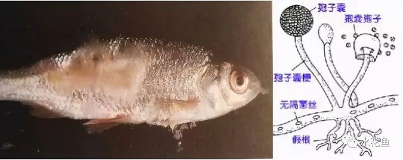 龍魚水霉病能自愈嗎【\