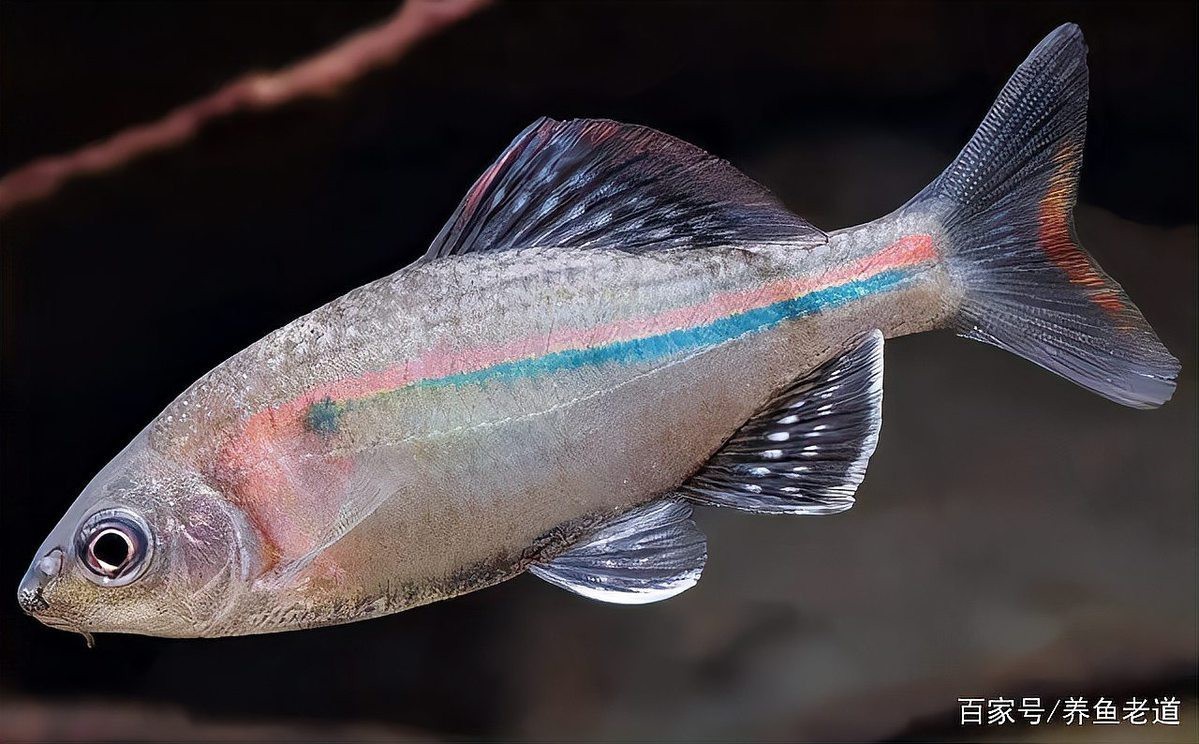龍魚水霉病能自愈嗎【\