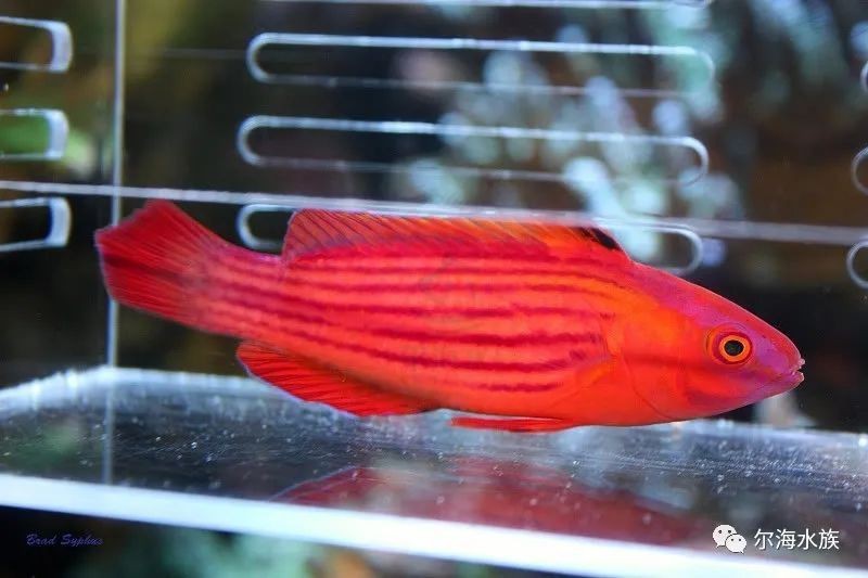 隆子龍魚店【隆子龍魚店有哪些特色及種】