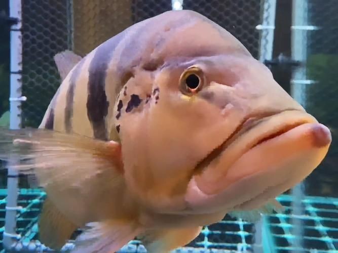 猛魚霸氣圖片【盤點水族圈常見的鐵甲武士魚,看著生猛，實則呆萌嘩仔】