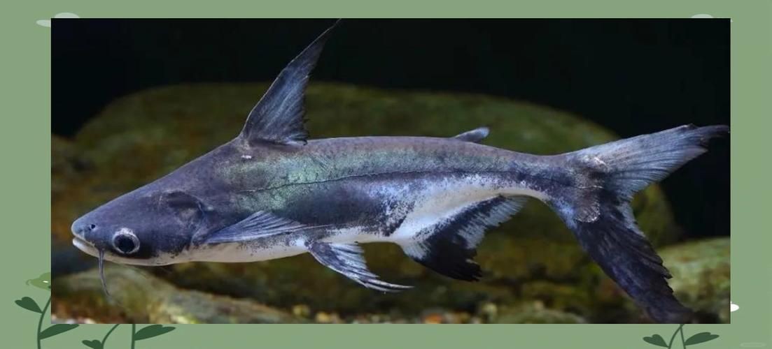 猛魚霸氣圖片【盤點水族圈常見的鐵甲武士魚,看著生猛，實則呆萌嘩仔】