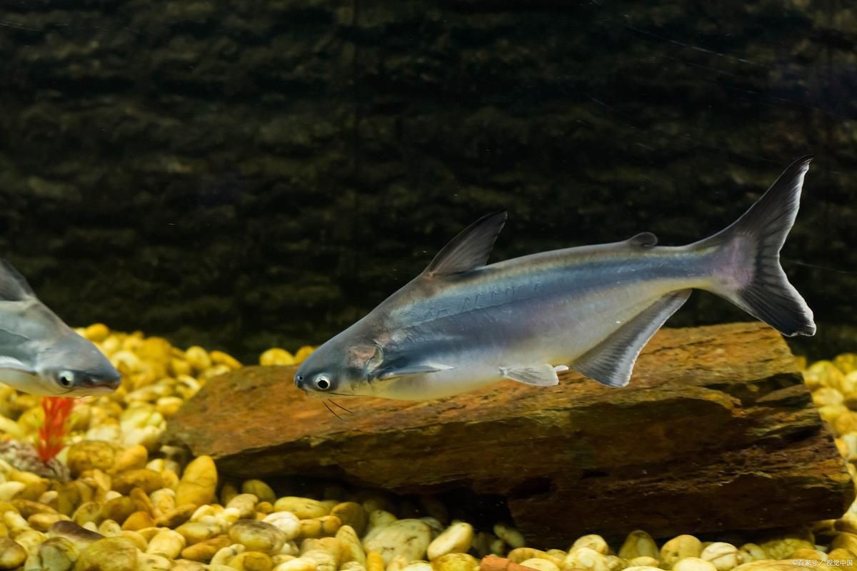 猛魚霸氣圖片【盤點水族圈常見的鐵甲武士魚,看著生猛，實則呆萌嘩仔】
