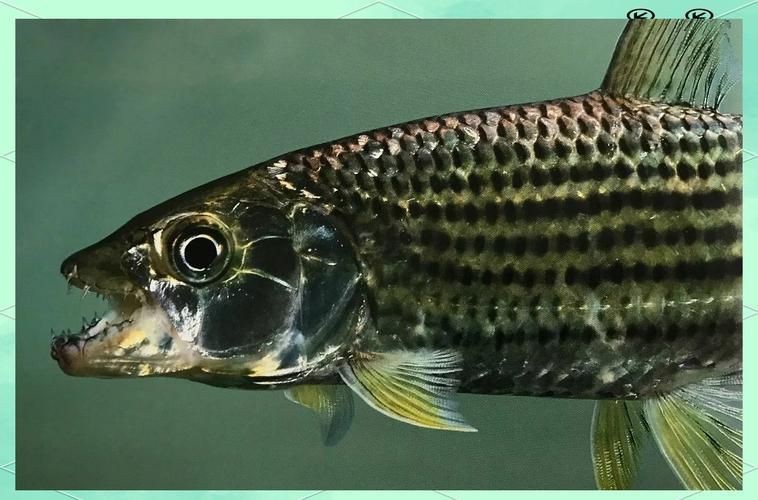 猛魚霸氣圖片【盤點水族圈常見的鐵甲武士魚,看著生猛，實則呆萌嘩仔】