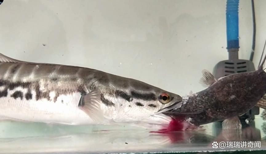 猛魚霸氣圖片【盤點水族圈常見的鐵甲武士魚,看著生猛，實則呆萌嘩仔】