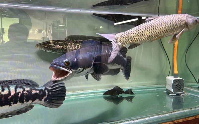 猛魚霸氣圖片【盤點水族圈常見的鐵甲武士魚,看著生猛，實則呆萌嘩仔】