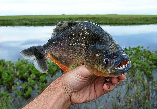 猛魚霸氣圖片【盤點水族圈常見的鐵甲武士魚,看著生猛，實則呆萌嘩仔】