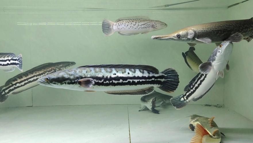 猛魚霸氣圖片【盤點水族圈常見的鐵甲武士魚,看著生猛，實則呆萌嘩仔】