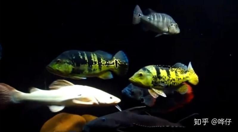 猛魚霸氣圖片【盤點水族圈常見的鐵甲武士魚,看著生猛，實則呆萌嘩仔】