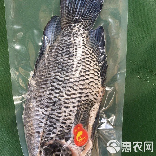淡水石斑魚價格表【2025年8月淡水石斑魚價格綜合分析】