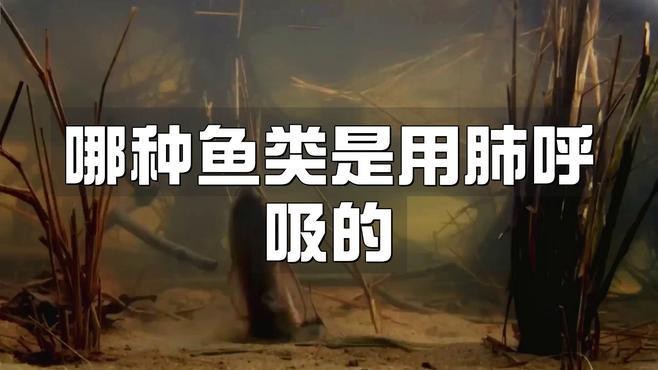 肺呼吸最好的魚排名【用肺呼吸的魚吃肉不吐殼中國科學(xué)院哪種魚是靠肺呼吸的】