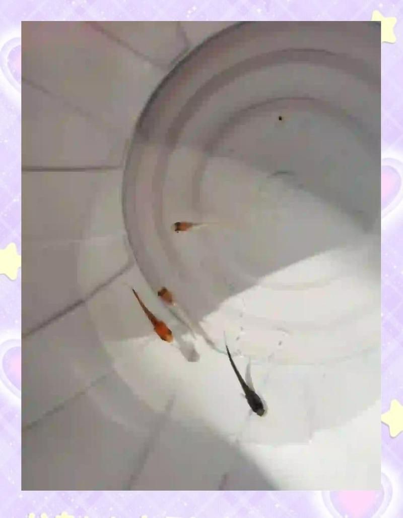 觀背青鳉瘦病能自愈嗎【觀背青瘦病如何自愈】 觀背青鳉瘦病能自愈嗎【觀背青瘦病如何自愈】 龍魚論壇 第1張
