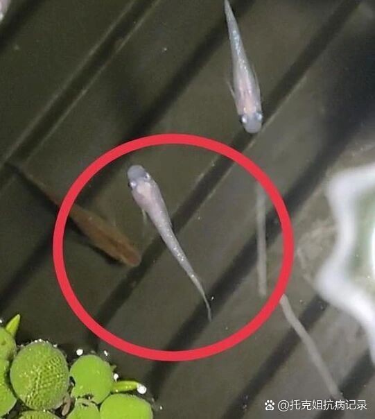 觀背青鳉瘦病能自愈嗎【觀背青瘦病如何自愈】 觀背青鳉瘦病能自愈嗎【觀背青瘦病如何自愈】 龍魚論壇 第5張