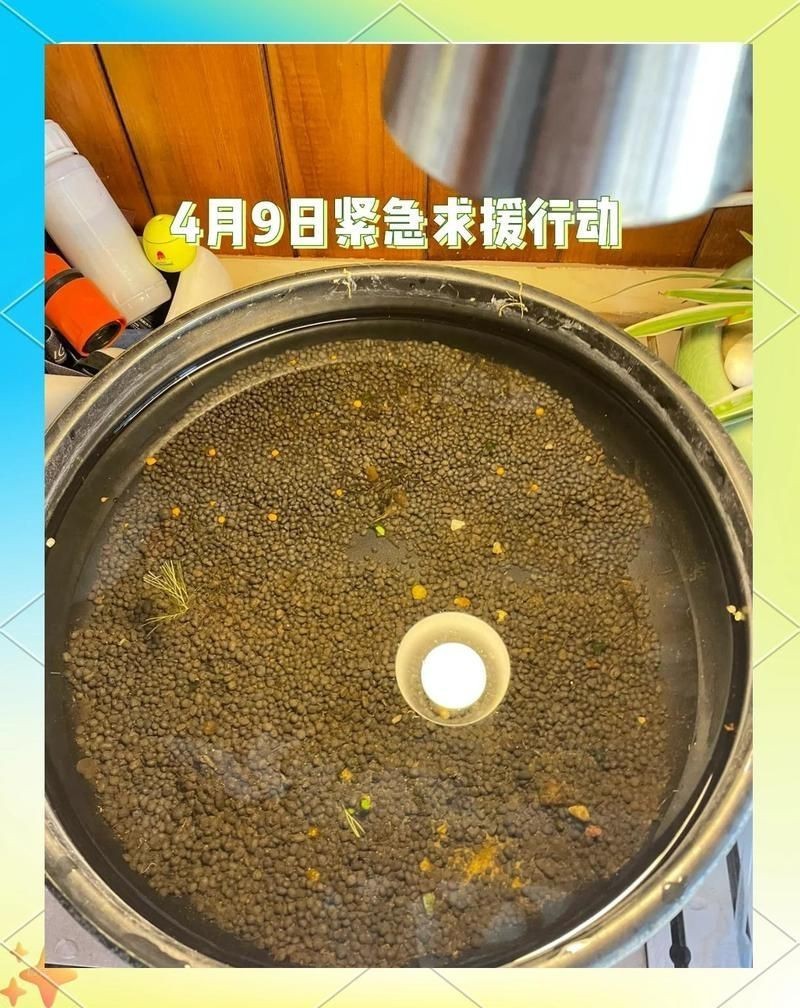 觀背青鳉瘦病能自愈嗎【觀背青瘦病如何自愈】 觀背青鳉瘦病能自愈嗎【觀背青瘦病如何自愈】 龍魚論壇 第9張