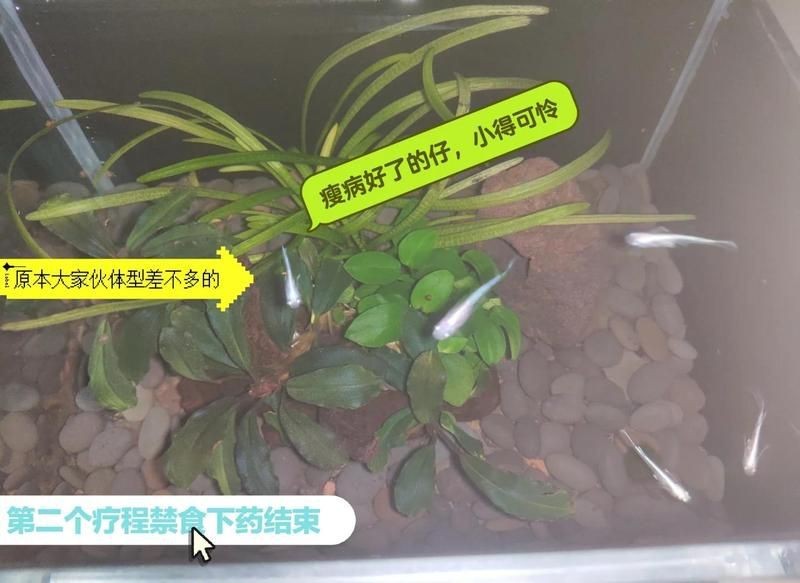 觀背青鳉瘦病能自愈嗎【觀背青瘦病如何自愈】 觀背青鳉瘦病能自愈嗎【觀背青瘦病如何自愈】 龍魚論壇 第13張